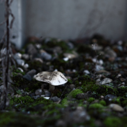 fungus on gravel with moss