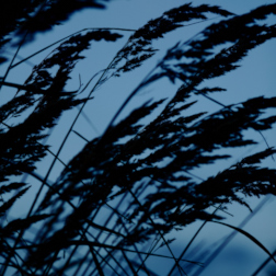 grasses during the blue hour