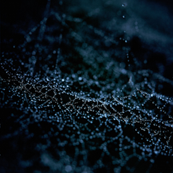 spiderweb with raindrops
