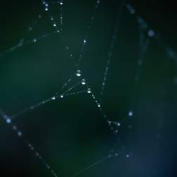 spiderweb with raindrops close-up