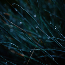 grasses in rain