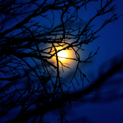 full moon through tree